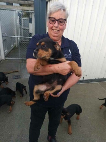 Woman in a blue top holding a black and brown puppy